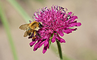 Common carder bee (Bombus pascuorum)